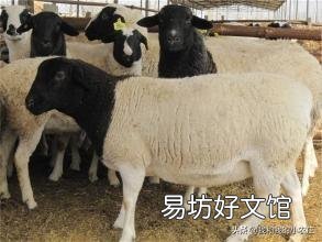 一个月给你2200元的工资，你愿意给别人养羊吗？