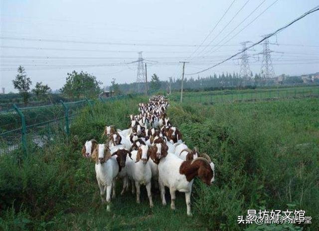 一个月给你2200元的工资，你愿意给别人养羊吗？