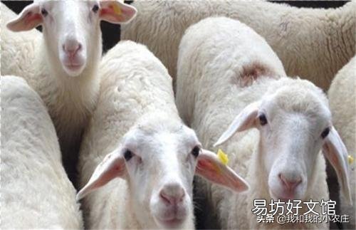 一个月给你2200元的工资，你愿意给别人养羊吗？