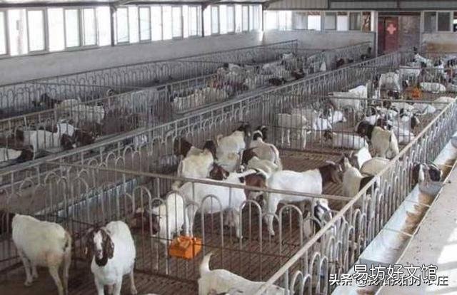 一个月给你2200元的工资，你愿意给别人养羊吗？