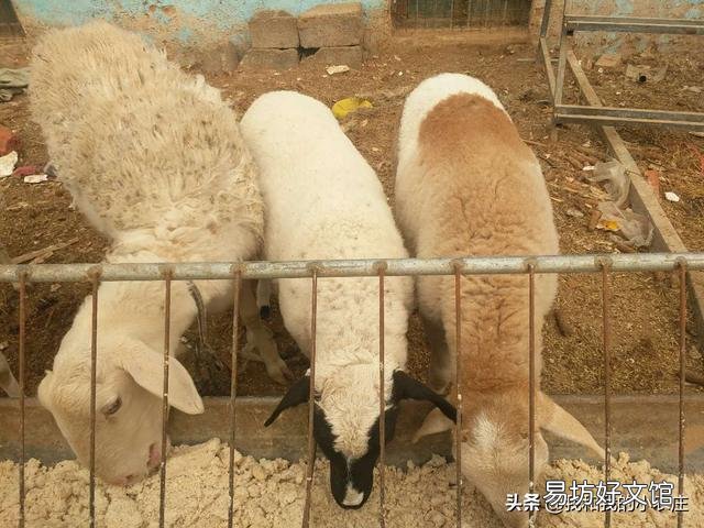 一个月给你2200元的工资，你愿意给别人养羊吗？