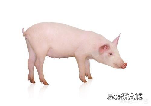 不给仔猪剪牙行不行?