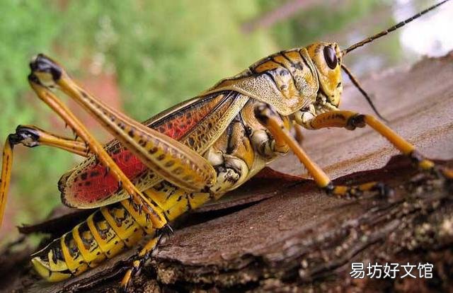 以前农村草地上遍地都是的蝗虫为啥少见了?你们那土话叫什么?