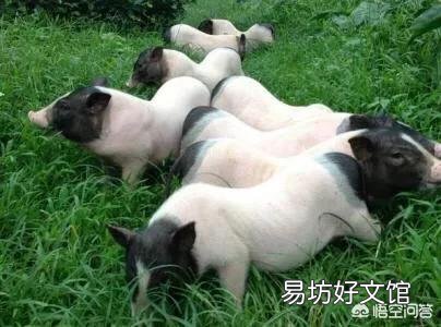 香猪如何进行放养?