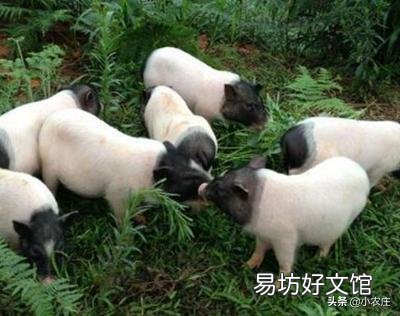 香猪如何进行放养?