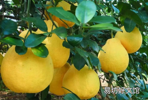 沙田柚啥时候套袋合适
