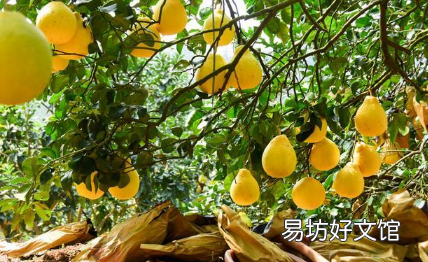 沙田柚啥时候套袋合适