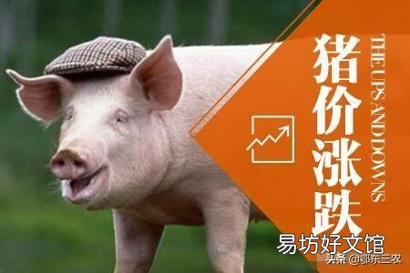 猪肉板块近半个月蒸发2300亿,猪肉能否重回“十元时代”?