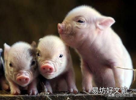 猪肉板块近半个月蒸发2300亿,猪肉能否重回“十元时代”?