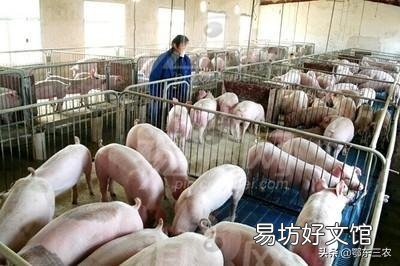 猪肉板块近半个月蒸发2300亿,猪肉能否重回“十元时代”?