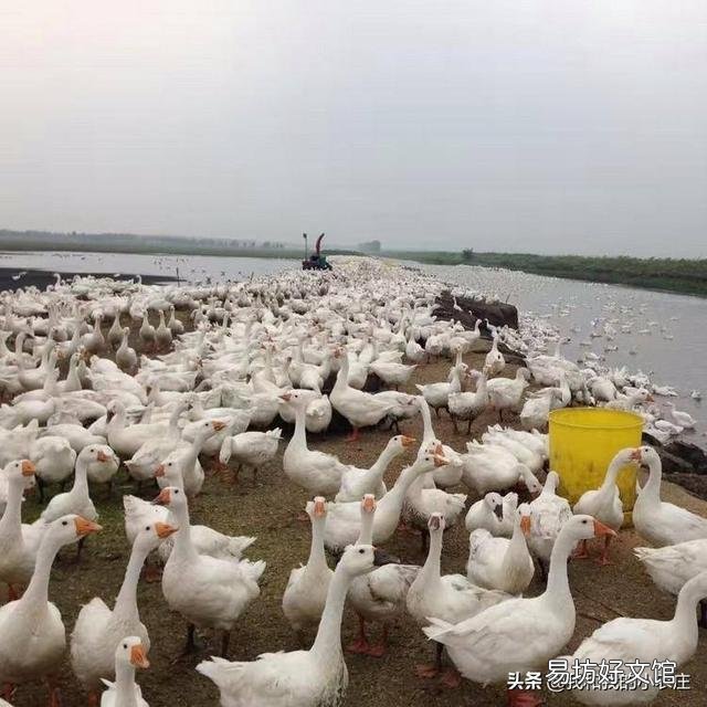 怎么理解在农村大家常说的:商人重利,婊子无情这句话呢?