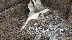 怎么理解在农村大家常说的:商人重利,婊子无情这句话呢?