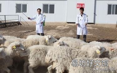 养过羊的圈还能养羊吗?