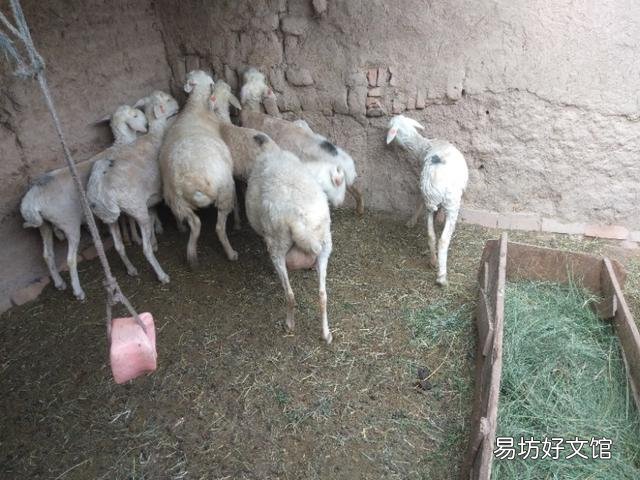 养过羊的圈还能养羊吗?
