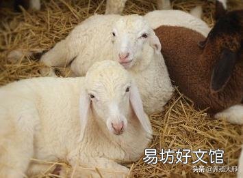 养过羊的圈还能养羊吗?