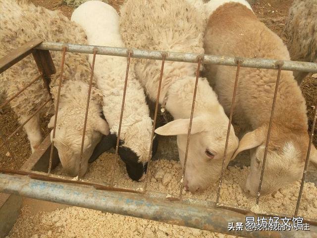 养过羊的圈还能养羊吗?
