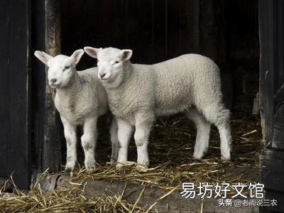 母羊在分娩的时候,应该怎么做?应注意什么事项?