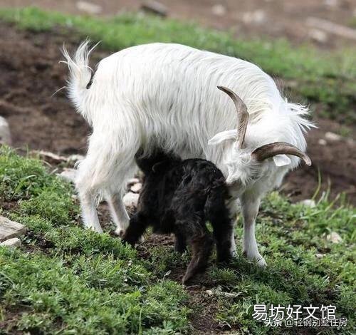 母羊在分娩的时候,应该怎么做?应注意什么事项?
