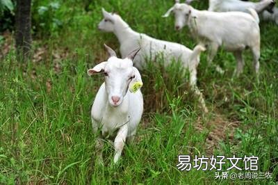 母羊在分娩的时候,应该怎么做?应注意什么事项?
