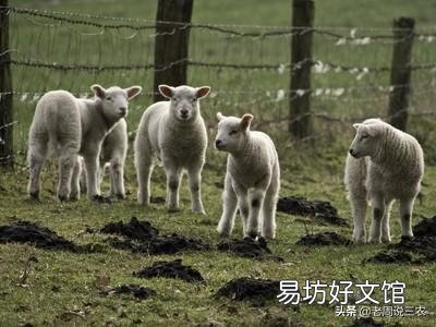 母羊在分娩的时候,应该怎么做?应注意什么事项?