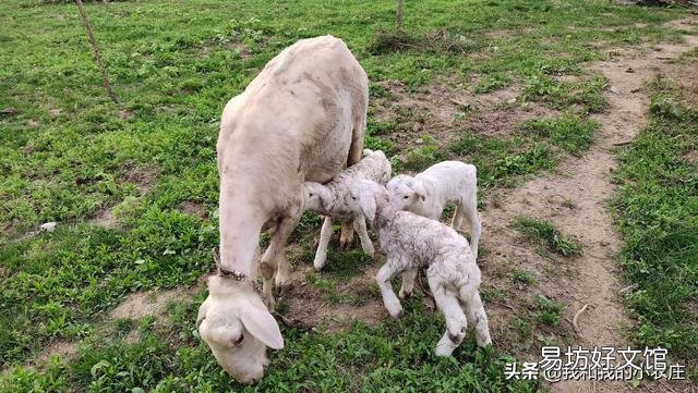 羊屁股生蛆怎么治?