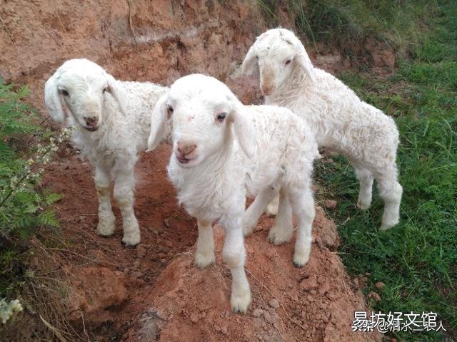 羊屁股生蛆怎么治?