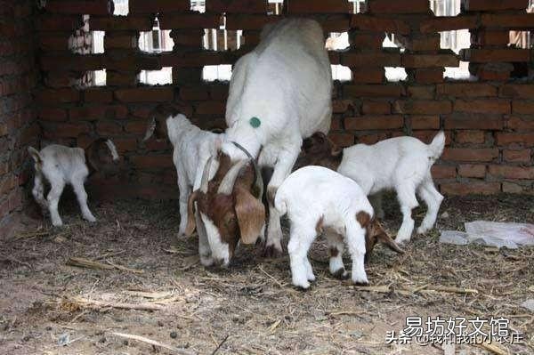 羊屁股生蛆怎么治?