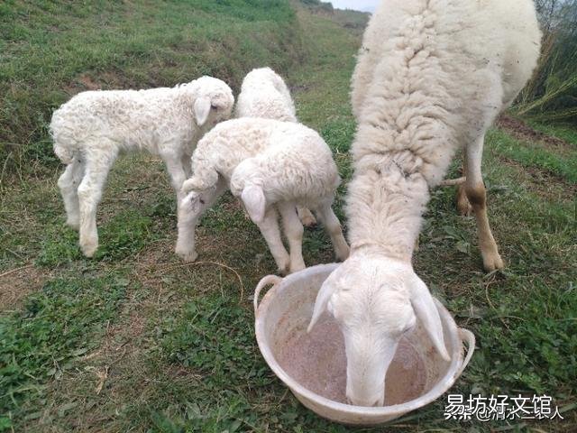 羊屁股生蛆怎么治?