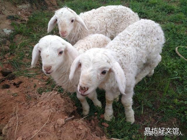 羊屁股生蛆怎么治?