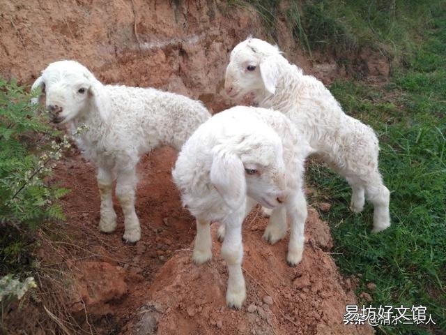 羊屁股生蛆怎么治?