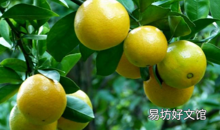 贡柑老落果是什么原因