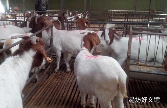 大家觉得在当下的中国,搞养殖业有前途吗?打算投资养羊,大家怎么看?