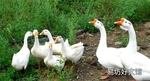 有宝宝的家可以养鹅吗?