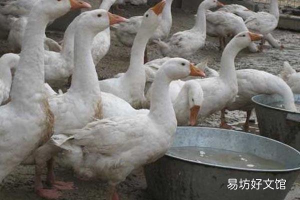 有宝宝的家可以养鹅吗?