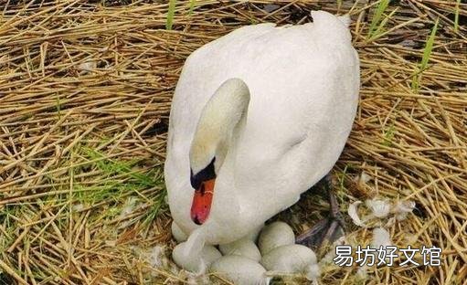 有宝宝的家可以养鹅吗?