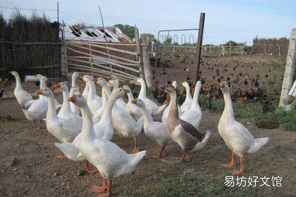 有宝宝的家可以养鹅吗?