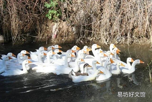 有宝宝的家可以养鹅吗?
