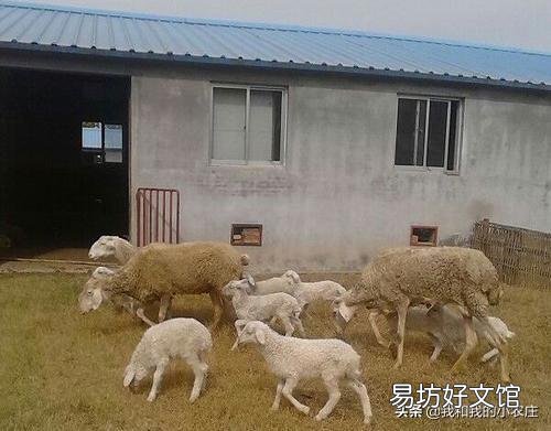吡喹酮驱虫药喂羊一次多少片?