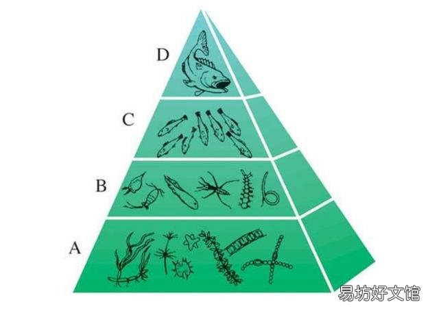 猪吃肉吗?为什么?