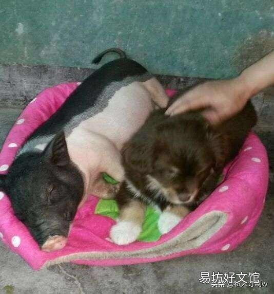 香猪属于家养畜禽吗?