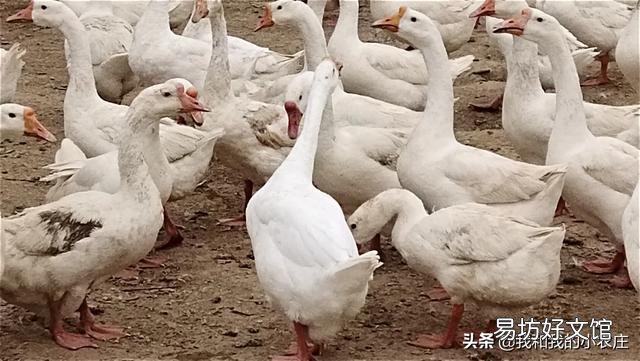 农村养鹅投资少,利润大,前景怎么样?