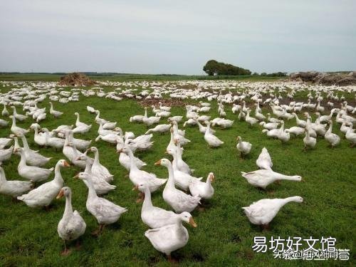 农村养鹅投资少,利润大,前景怎么样?