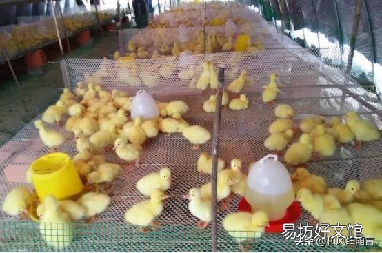 农村养鹅投资少,利润大,前景怎么样?