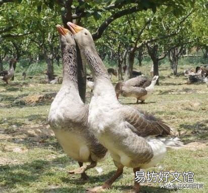 农村养鹅投资少,利润大,前景怎么样?