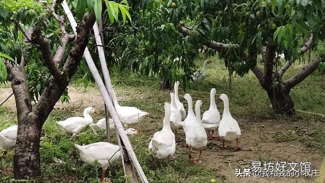 农村养鹅投资少,利润大,前景怎么样?