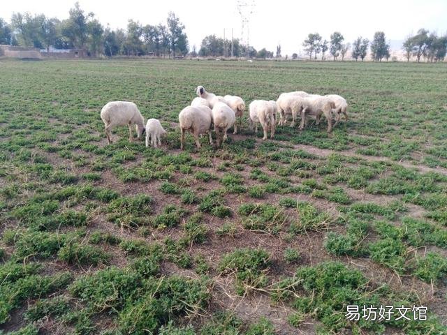 现在搞养殖养些羊如何？