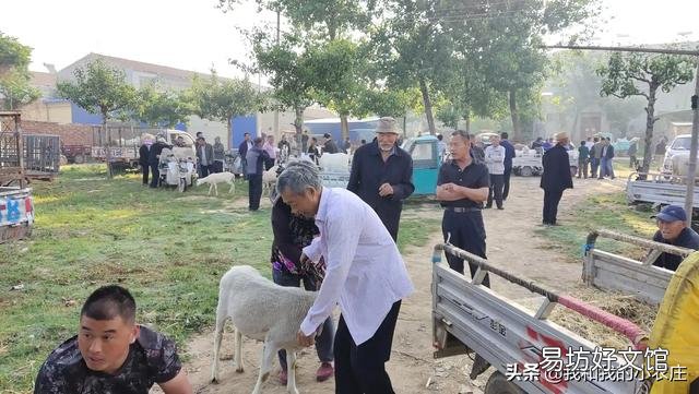 现在搞养殖养些羊如何？