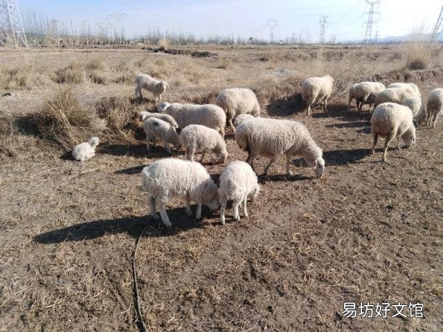 现在搞养殖养些羊如何？