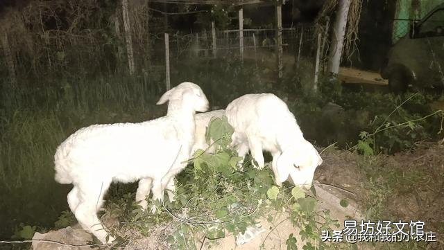 现在搞养殖养些羊如何？