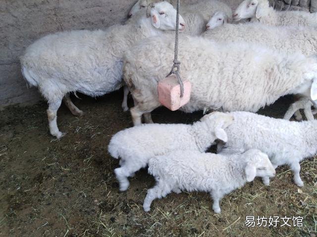 现在搞养殖养些羊如何？